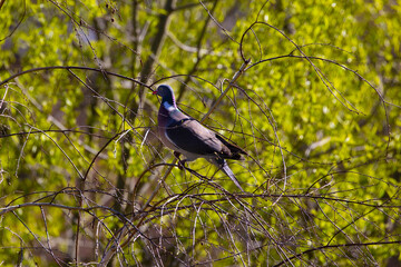 Витютень, вяхирь, Columba palumbus.
Common wood pigeon, Large species in the pigeon family.
