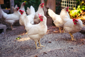 Free Range Chicken Flock