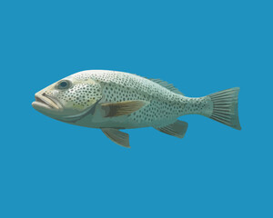 Illustration of Groupers fish vector. Sea, design, isolated, food, animal, fishing, seafood, water, salmon. Can use for infographic, banner, poster, web design.	