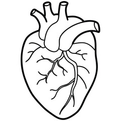 Human Heart Line Art Vector Illustration

