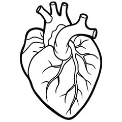 Human Heart Line Art Vector Illustration

