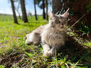 Maine Coon Cat in the Grass © Cassandra