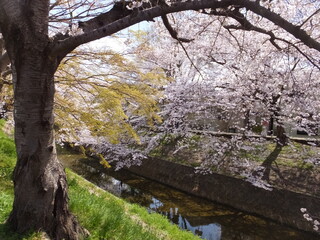 桜満開の季節（奈良県）