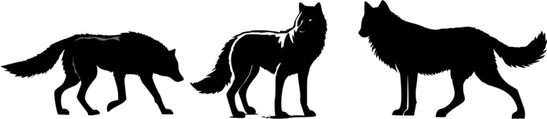 Black Wolf Silhouettes in Different Poses, Three black wolf silhouettes in standing, walking, and sitting poses on white background – vector art