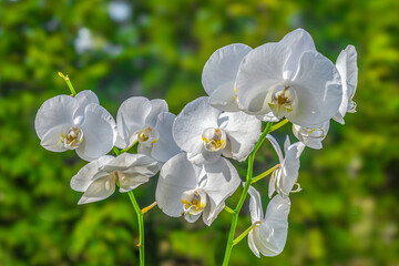 White orchid in the sunlight.