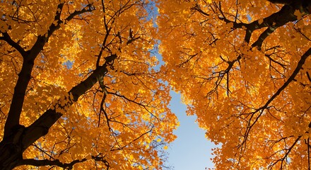 Golden Canopy: An Autumnal Embrace AI Generated
