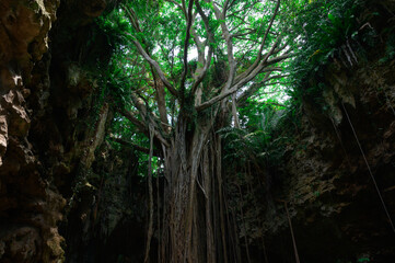 sun rays through the forest