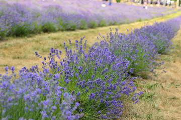 lavender field