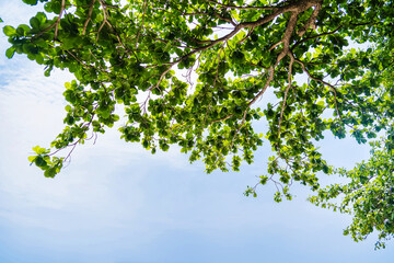 Green tree leaves with branches and a bright blue sky in the background on a sunny day