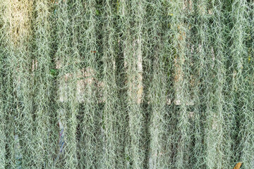 Close-up view of Spanish moss hanging densely, creating a natural curtain effect against a blurred background