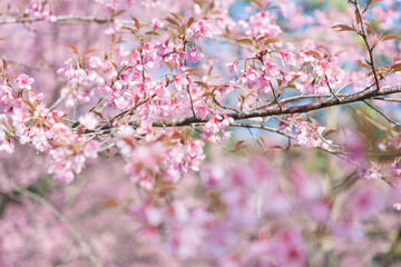 Blooming himalayan cherry blossoms or thai cherry, Prunus cerasoides (Wild Himalayan Cherry). soft focus