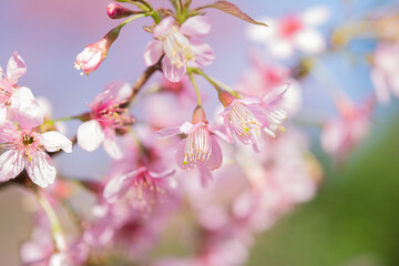 Obraz premium Close-up of blooming himalayan cherry blossoms or thai cherry, Prunus cerasoides (Wild Himalayan Cherry)