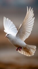 Fototapeta premium White dove in flight, wings spread wide, peaceful scene (1)