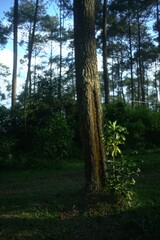Majestic pine tree trunk in a sun-dappled forest. Lush green undergrowth and a glimpse of blue sky. Tranquil nature scene.