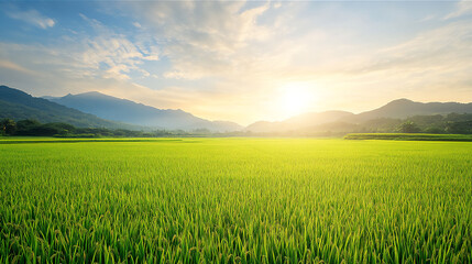green rice field with distant mountain views, bathed in the soft morning sunlight. 