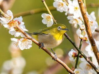 梅にとまるメジロ