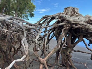 Racines déchaussées sur plage, conséquences de la montée des eaux, île de la Réunion 