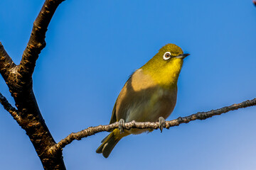 枝にとまるメジロ
