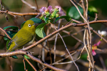 枝にとまるメジロ
