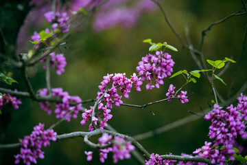 Obraz premium Chinese Redbud in spring