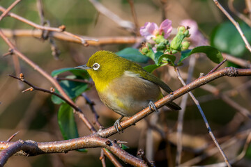 枝にとまるメジロ