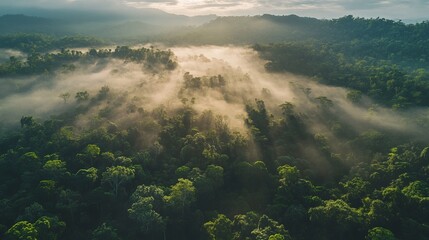 Majestic sunrise over lush tropical rainforest landscape with fog view mist rays trees green light