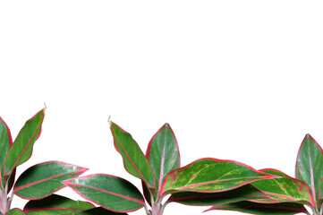 ornamental plants with beautiful leaves aglaonema lipstick
