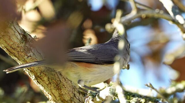 Macro Side View: Tufted x Black-crested Titmouse Feeding