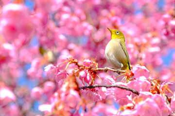 桜とメジロ
