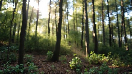 Dreamy Forest Copy Space Design - Creative Product Display