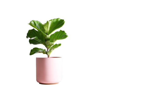 Fiddle leaf fig tree care indoor plant in pink pot houseplant care guide and tips for beginners at home on transparent background