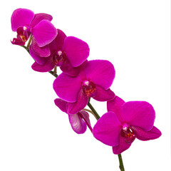  Orchid flower without background