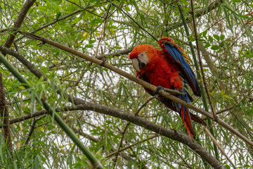 ara arakanga (Ara Macao) Scarlet macaw, Mexico