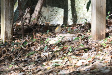 落ち葉がある地面をあるく鳥の茶色いルリビタキ