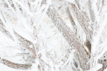 木の幹に積もった雪のアップ