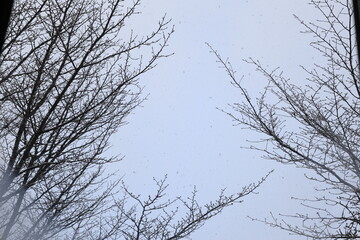 冬の窓に映る木々と雪