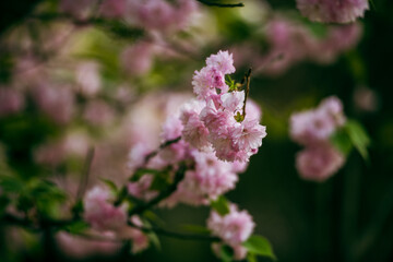pink cherry blossom in spring