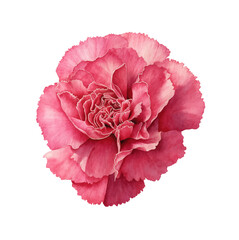 A Single Pink Carnation Flower Blossom in Watercolor Style on White Background