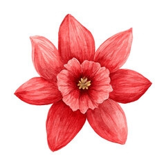 Watercolor painting of a red flower with detailed petals and yellow center isolated on white
