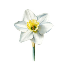 Obraz premium Elegant Watercolor Illustration of a Single White and Yellow Daffodil Flower