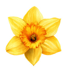 A Watercolor Painting of a Vibrant Yellow Daffodil Flower Blossom
