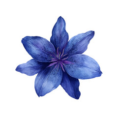 Fototapeta premium Watercolor Painting of a Blue Lily Flower with Detailed Petals and Soft Textures on White Background