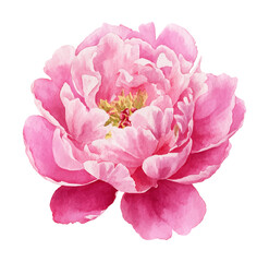 Pink Peony Flower Blossom Blooming in Watercolor Style on White Background Isolated