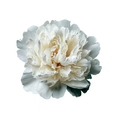 Close-up of a Beautiful White Peony Flower Bloom with Detailed Petals on White Background