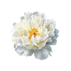 Detailed Watercolor Illustration of Single White Peony Flower Blossom Isolated on White Background