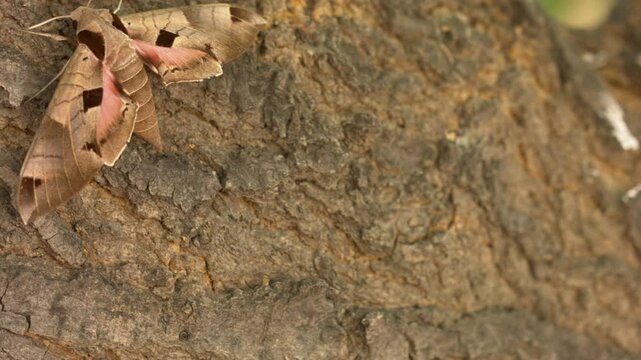 Achemon sphinx moth Flashing Colors