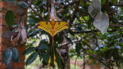 A beautiful Madagascan moon moth Argema mittrei on a tree branch. Large yellow wings with a brown pattern and long tails spread out.  Close-up. Madagascar. 