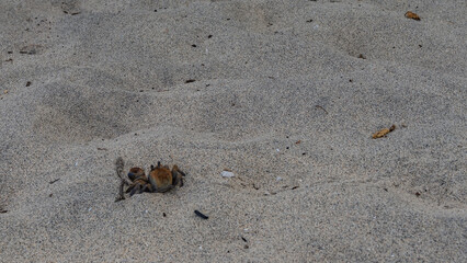 A brown crab lurked in the sand. The shell, legs, and eyes are visible. Close-up. Lower left corner. Copy space. Madagascar.