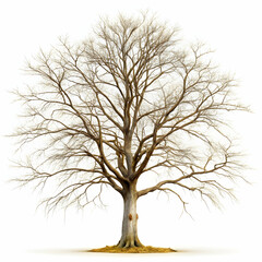 Obraz premium Bare Tree, Winter Tree, Leafless Tree, Autumn Tree