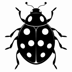 colorado potato beetle